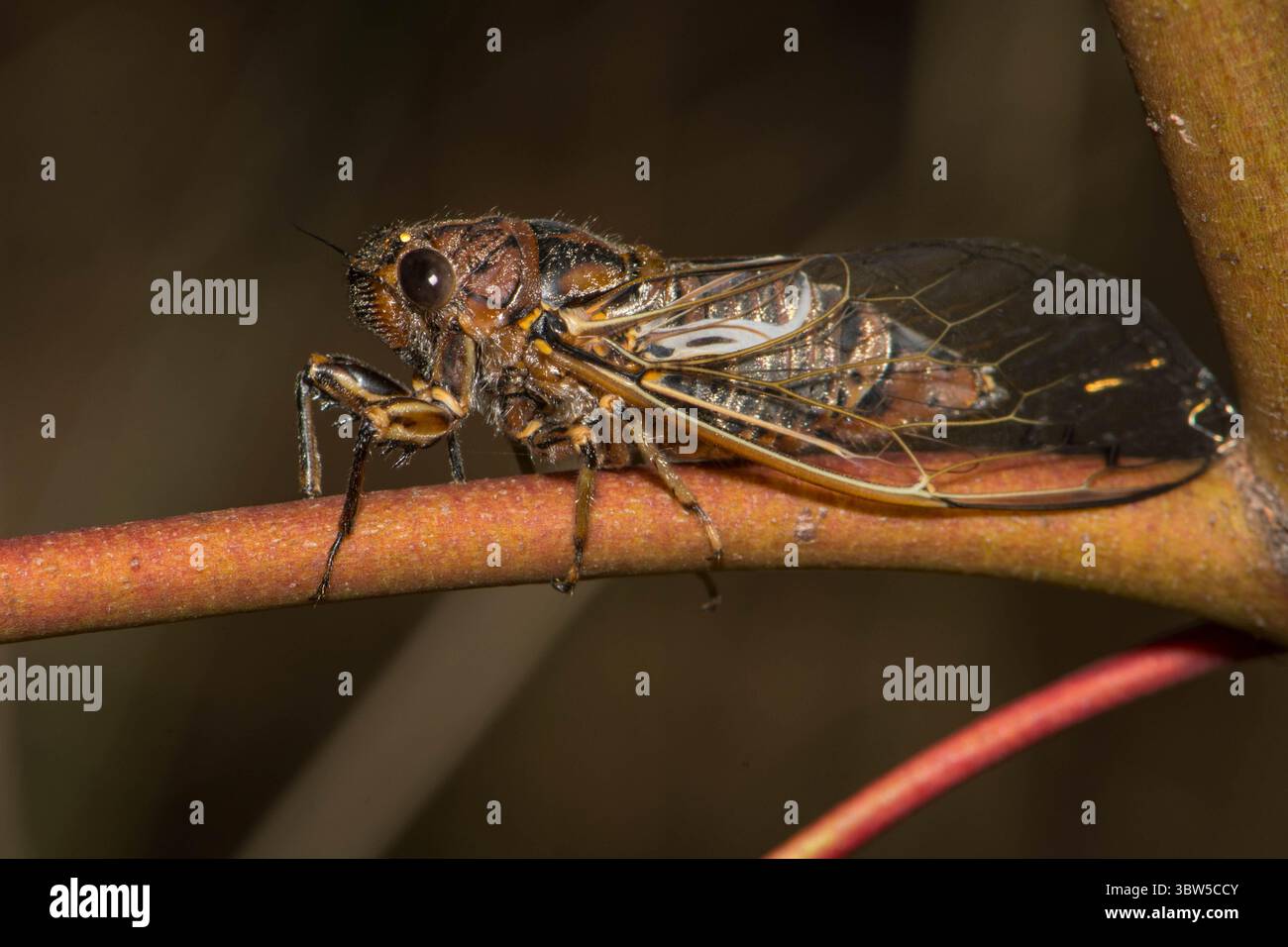 Cicada avvistata a sud sul ramo dell'eucalipto. Foto Stock