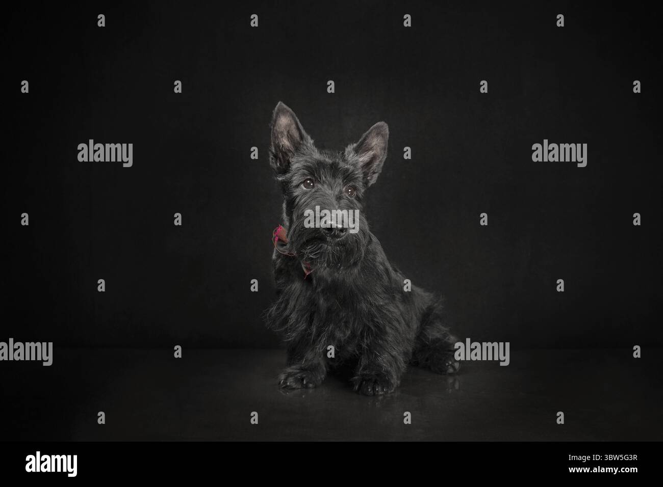 Cucciolo nero scozzese terrier su sfondo scuro Foto Stock