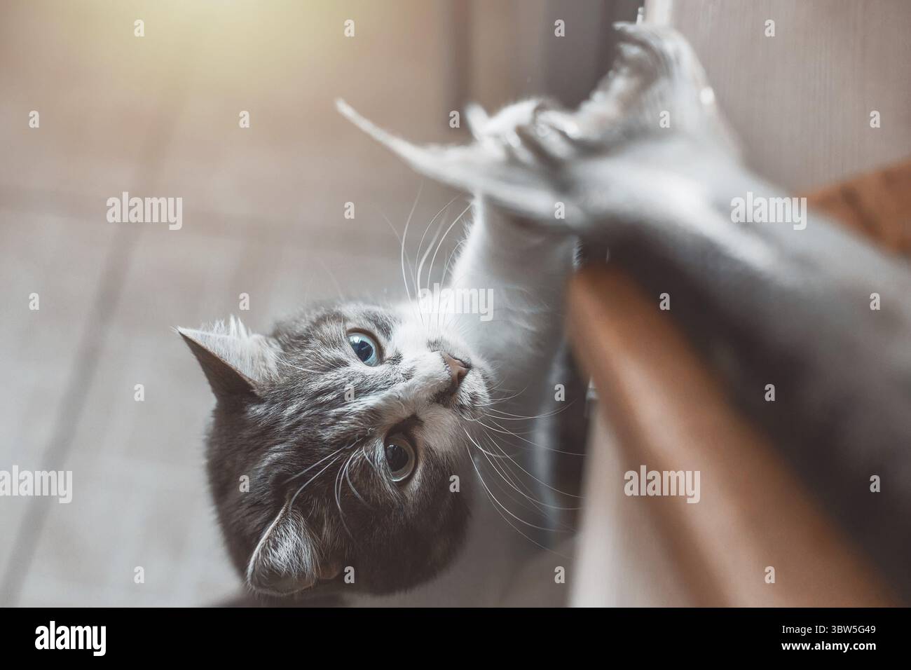 Un gatto affamato ruba il pesce dal tagliere sul tavolo. L'animale vuole mangiare Foto Stock