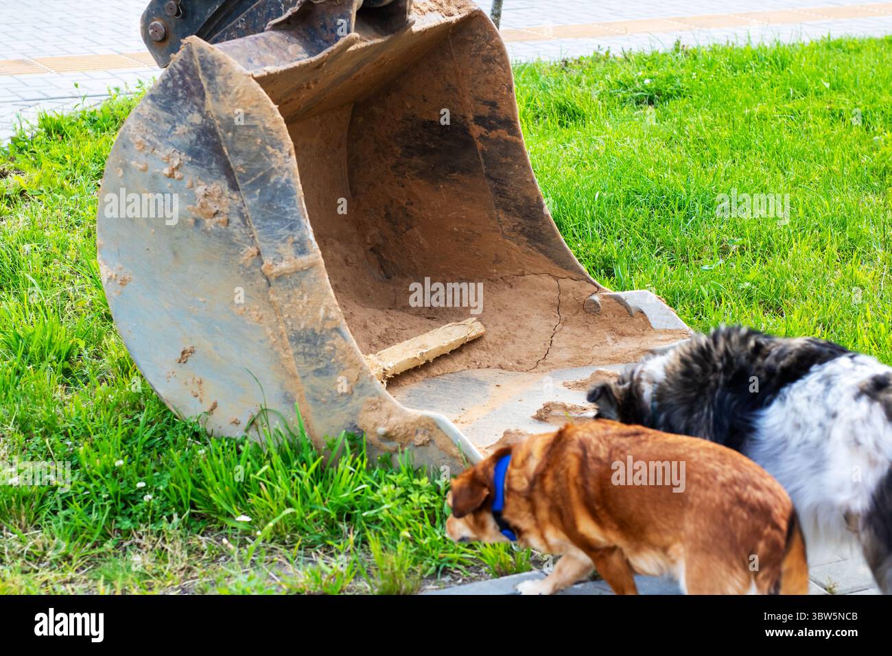 Due cani giocosi sono in piedi proprio accanto a un grande secchio pieno di sporcizia, probabilmente interessati ad esplorare cosa c'è all'interno Foto Stock