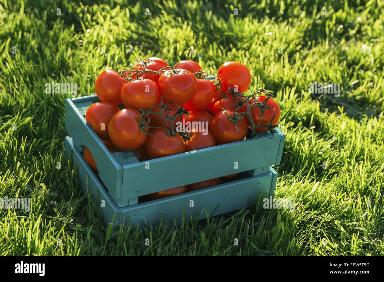 Rote Tomaten liegen in blauer Holzkiste auf gruenem Gras hinterleuchtet durch Sonnenlicht. Konzept der Ernte ihrer eigenen Gemuesegarten fuer die Ernt Foto Stock