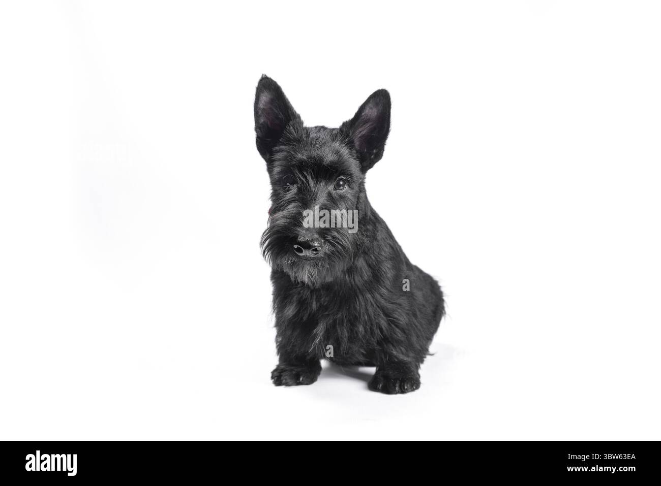 Cucciolo nero divertente scotch terrier seduto su uno sfondo bianco Foto Stock