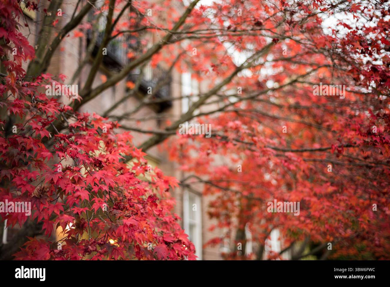 Vista ad angolo basso dell'acero autunnale Foto Stock