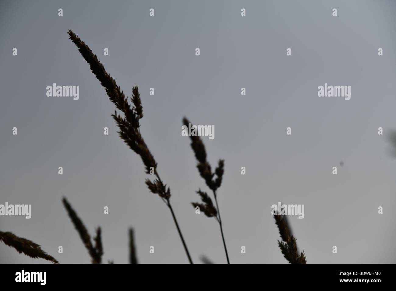 Steli erbosi sagomati con teste di semi contro il cielo grigio Foto Stock