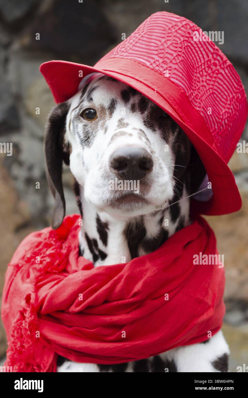 Un cane dalmata macchiato con un cappello rosso e una sciarpa con nappine si trova sullo sfondo di una parete di pietra decorativa Foto Stock