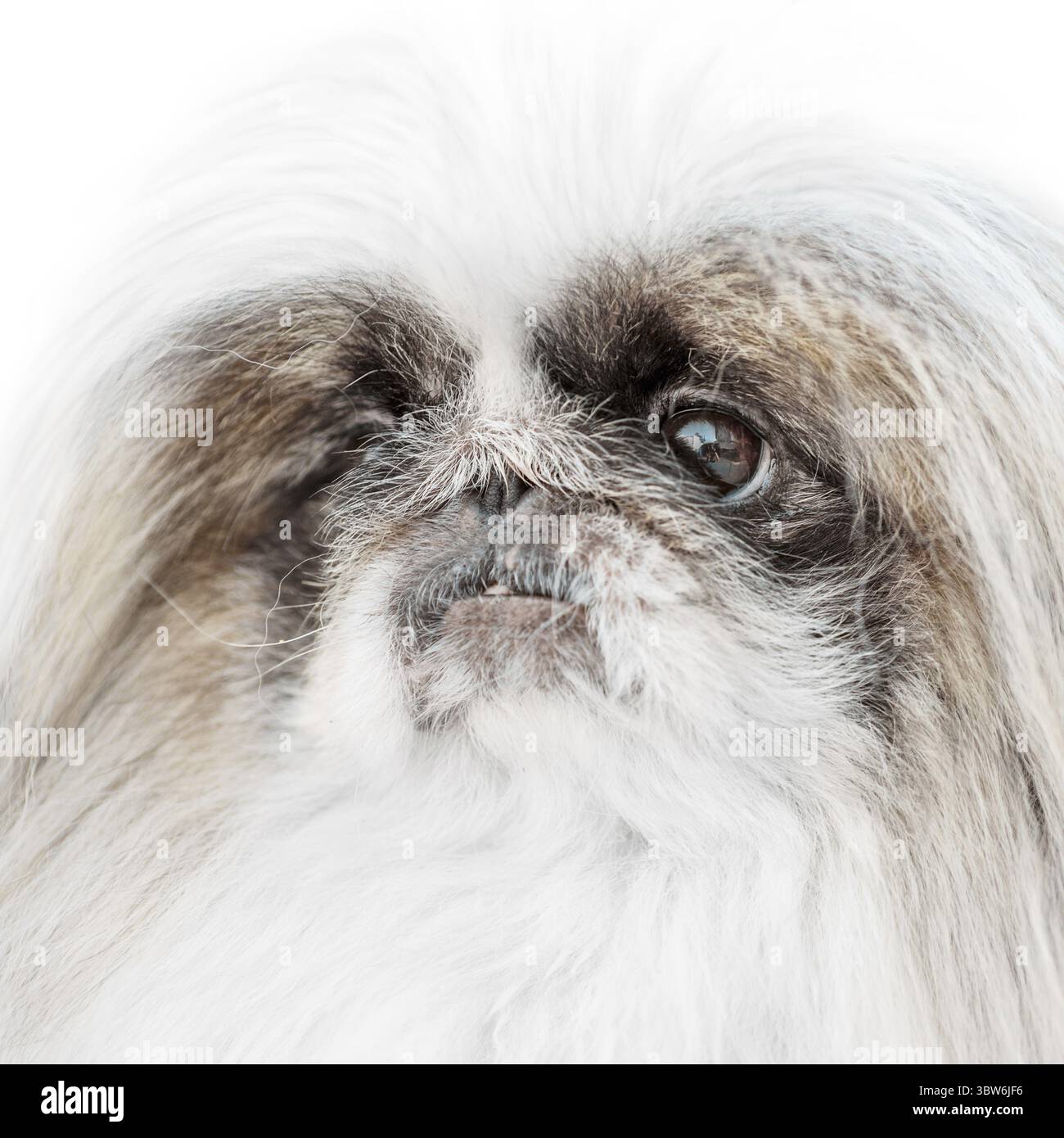 Un cane pekingese isolato su sfondo bianco Foto Stock