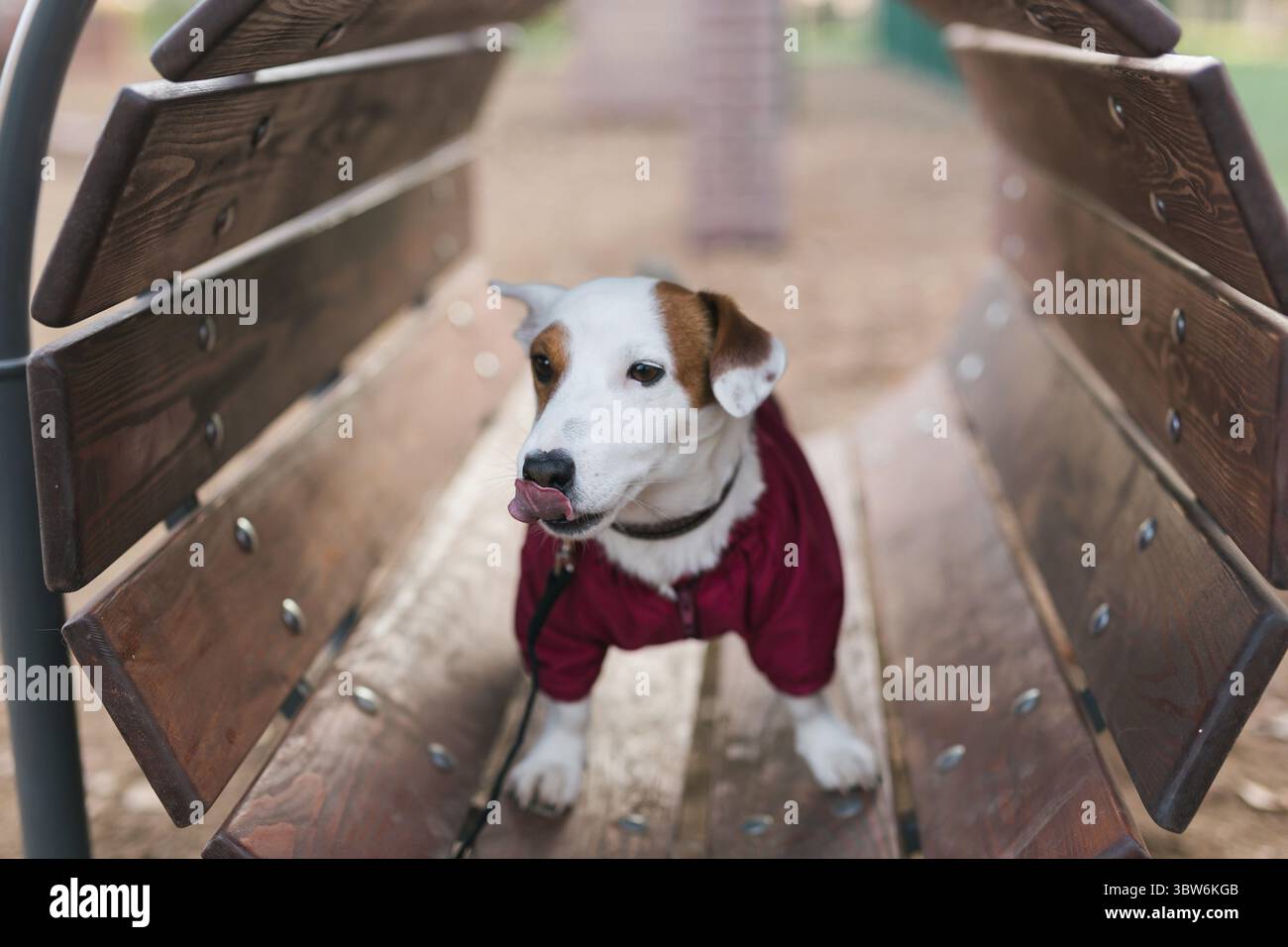 Lieber Jack Russell Terrier draussen. Portraet eines kleinen Hundes Foto Stock
