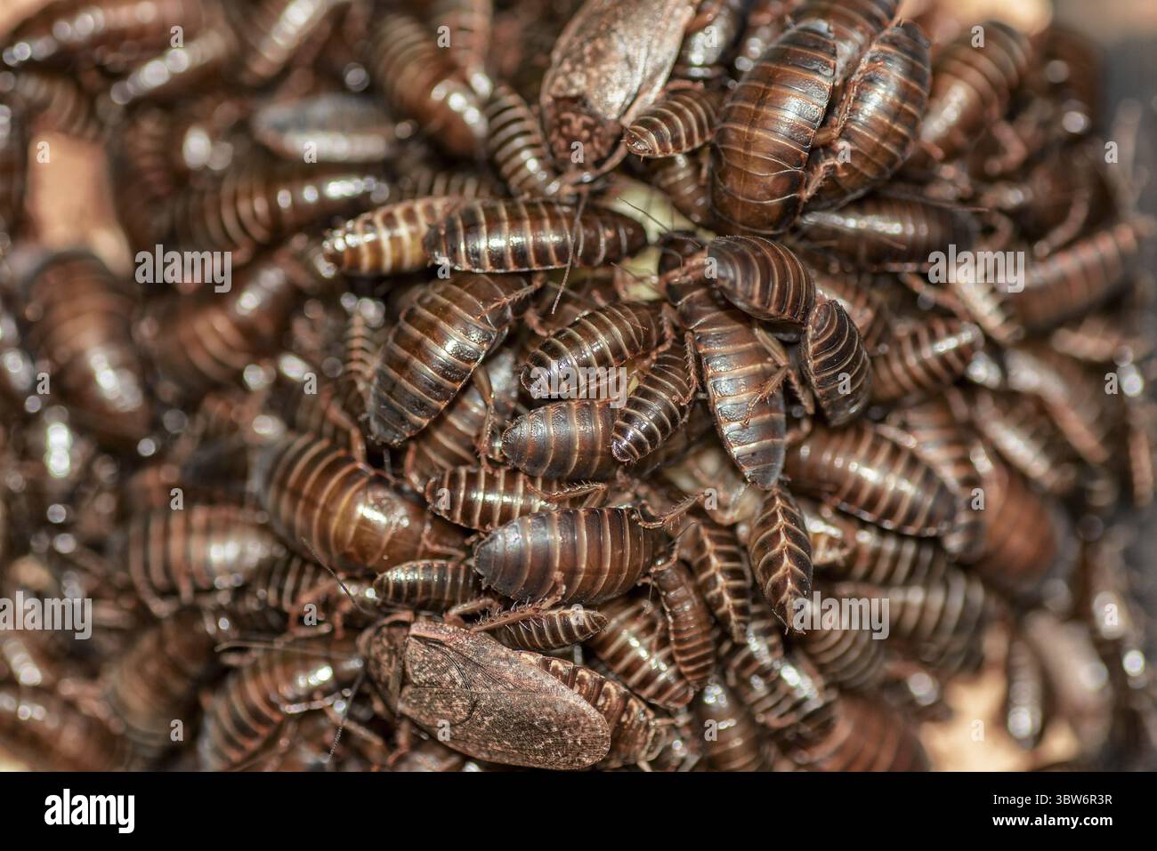Parassiti consistenza di molti scarafaggi di marmo Foto Stock