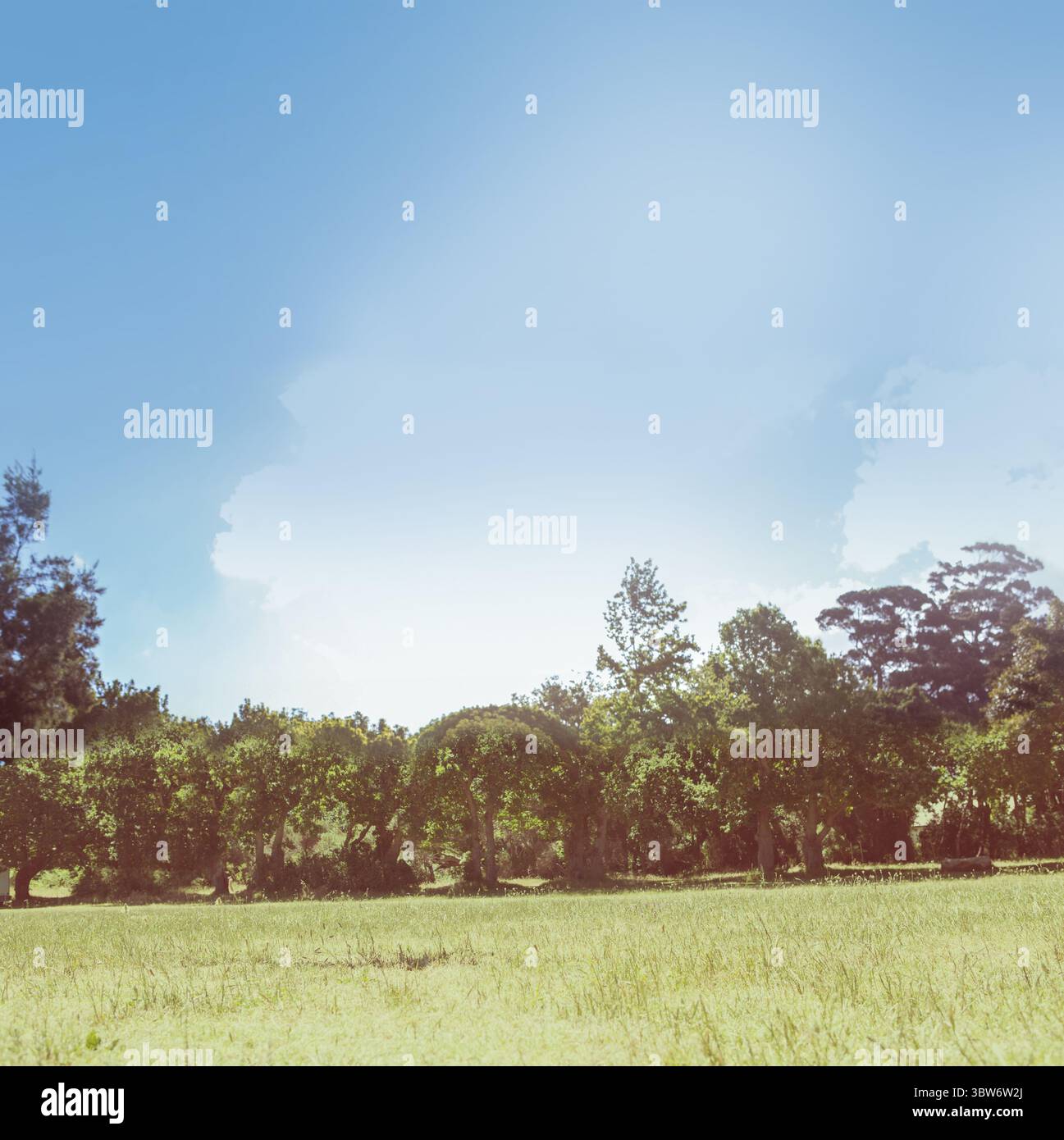 Una fila continua di arbusti e alberi sta formando siepi in un'illustrazione dal design piatto sotto il cielo limpido Foto Stock