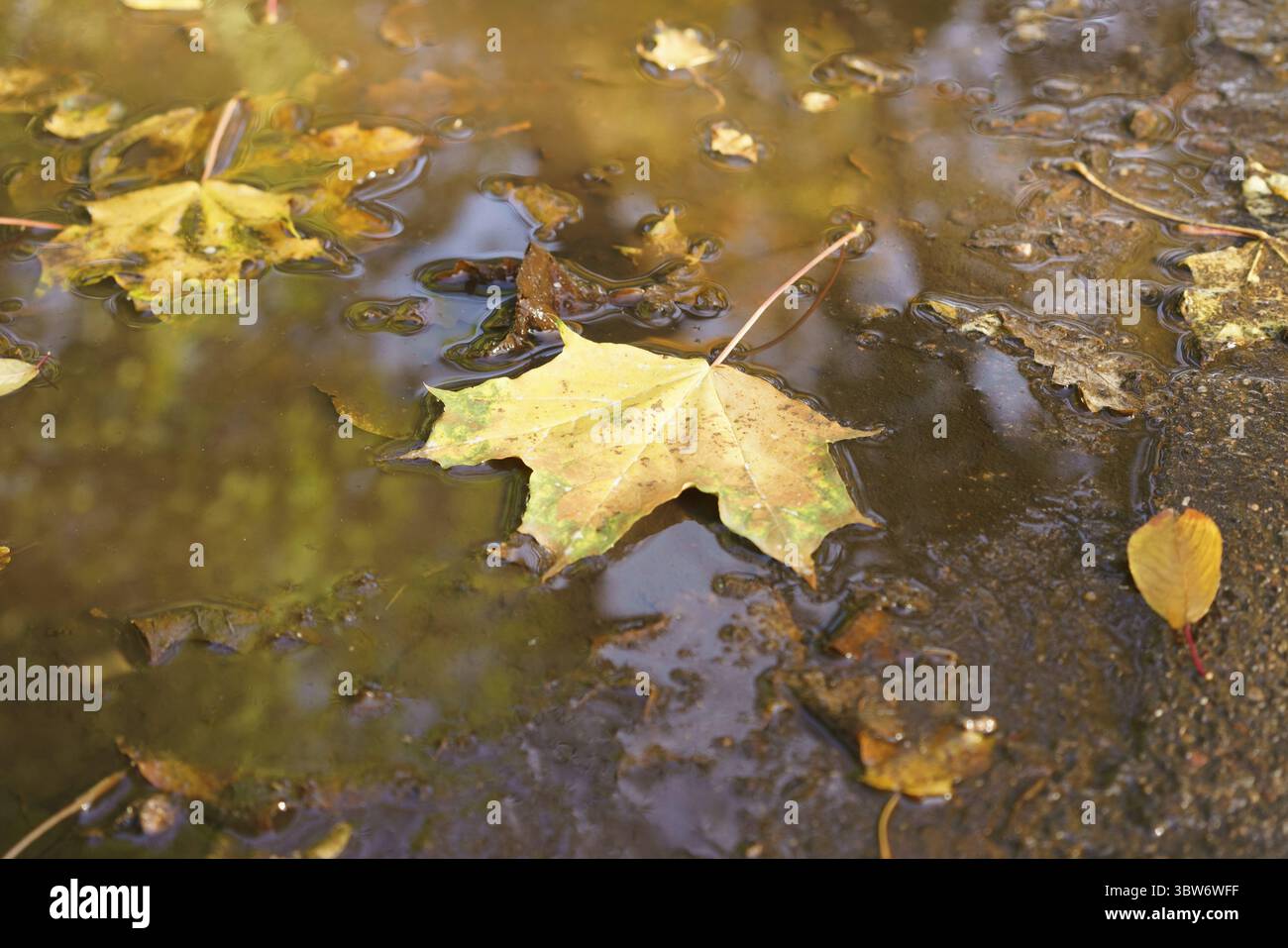 Leaf galleggia in una pozza d'acqua. La foglia è gialla e marrone. L'acqua è torbida e sporca Foto Stock