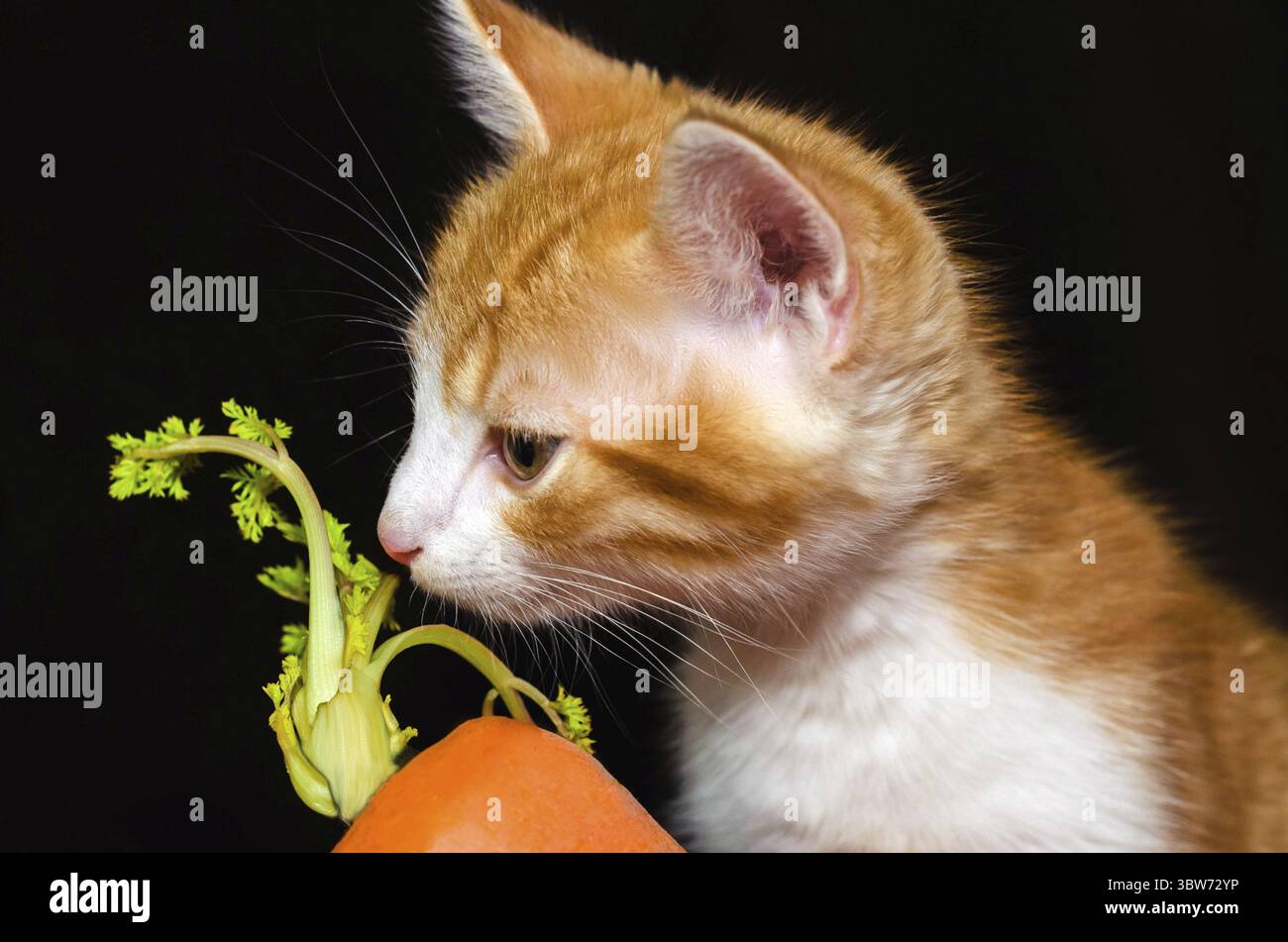 Il piccolo gattino a righe rosse puzza di carota arancione brillante con una parte superiore verde Foto Stock