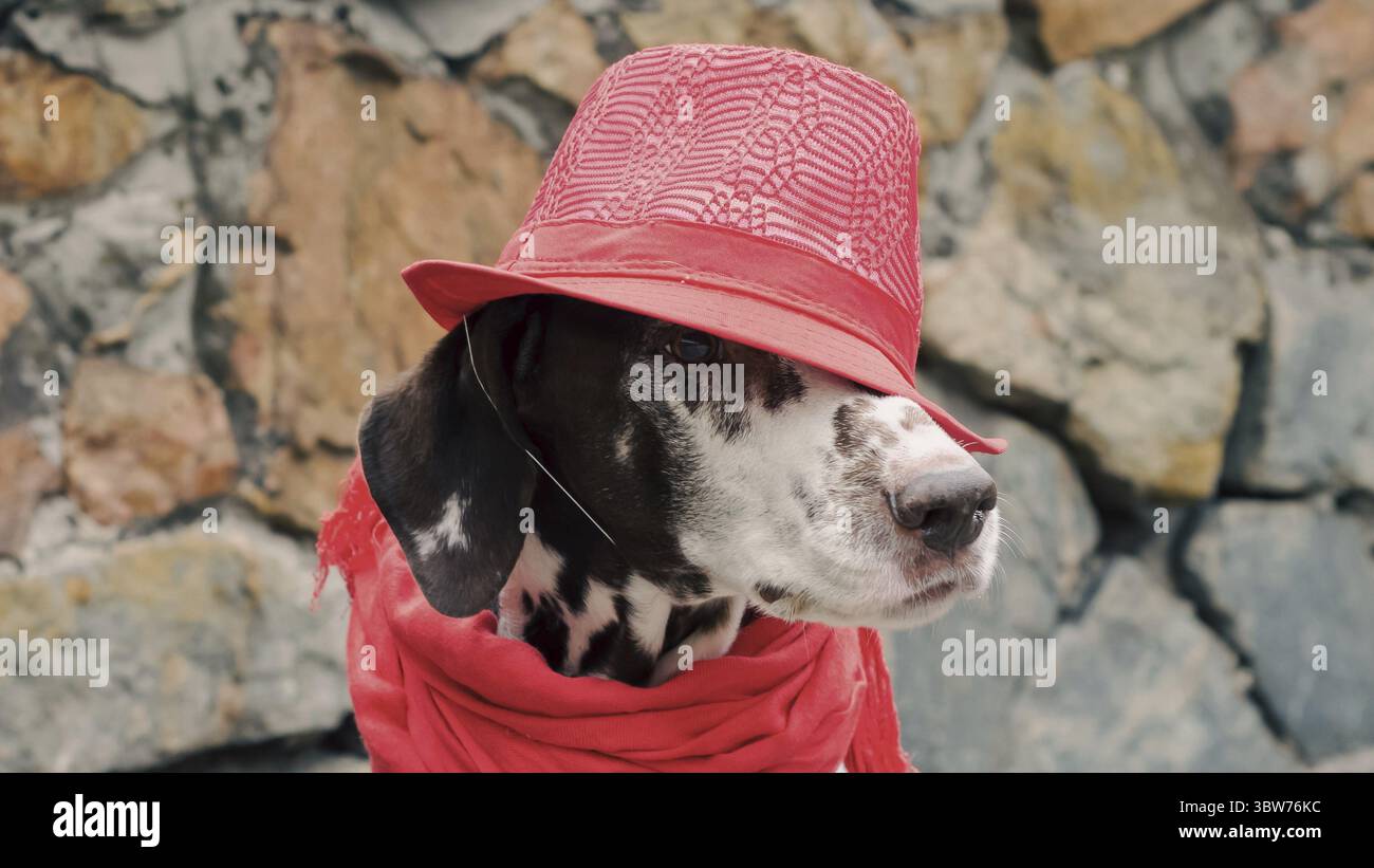 Un cane dalmata macchiato con un cappello rosso e una sciarpa con nappine si trova sullo sfondo di una parete di pietra decorativa Foto Stock