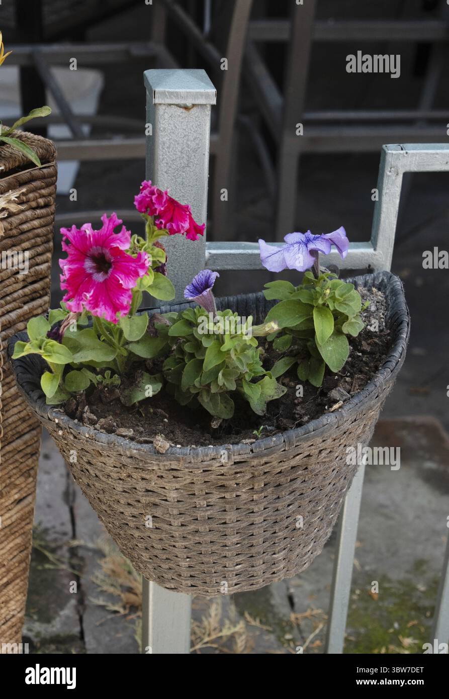 Petunie viola e rosa che crescono in pentole all'aperto Foto Stock