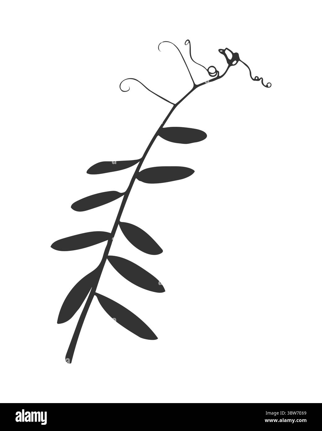 Sagoma di ramo di pianta erbacea con tendini e foglie arriccianti, possibilmente pisello del topo. Stampa scura isolata su sfondo bianco. Illustrazione vettoriale Illustrazione Vettoriale