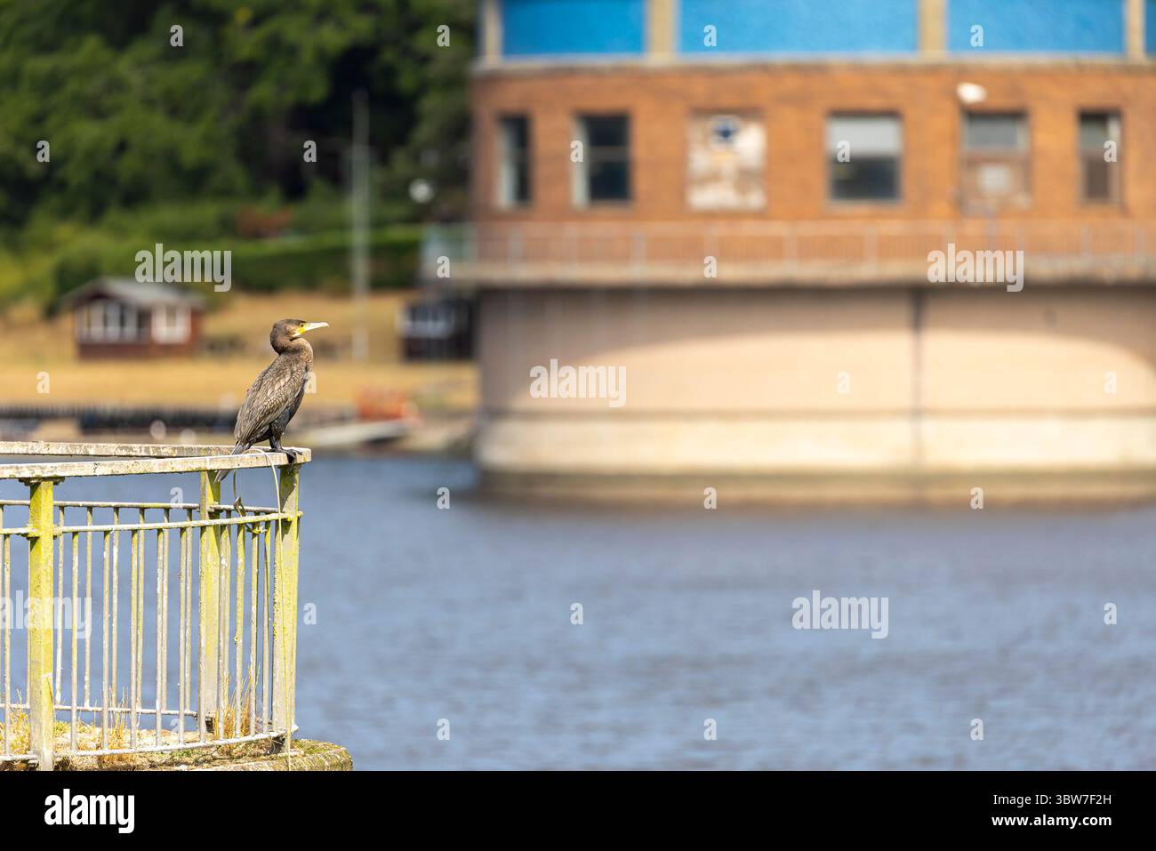 Bewdley, Regno Unito. 16 luglio 2025. Meteo nel Regno Unito: I bellissimi cieli soleggiati sono tornati oggi, e un uccello cormorano selvatico appollaiato sulle ringhiere del sito di Trimpley vicino a Bewdley, dove il livello dell'acqua è stato mantenuto a un buon livello durante questo periodo di siccità. Mentre il bacino idrico di Trimpley fornisce principalmente acqua a Birmingham e ad alcune piccole città locali, serve anche come fonte d'acqua di riserva per la più ampia area del Worcestershire e dello Shropshire. Crediti: Lee Hudson/Alamy Live News Foto Stock