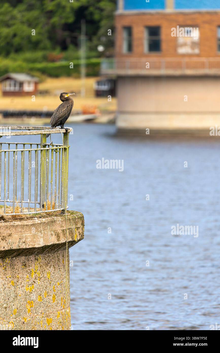 Bewdley, Regno Unito. 16 luglio 2025. Meteo nel Regno Unito: I bellissimi cieli soleggiati sono tornati oggi, e un uccello cormorano selvatico appollaiato sulle ringhiere del sito di Trimpley vicino a Bewdley, dove il livello dell'acqua è stato mantenuto a un buon livello durante questo periodo di siccità. Mentre il bacino idrico di Trimpley fornisce principalmente acqua a Birmingham e ad alcune piccole città locali, serve anche come fonte d'acqua di riserva per la più ampia area del Worcestershire e dello Shropshire. Crediti: Lee Hudson/Alamy Live News Foto Stock