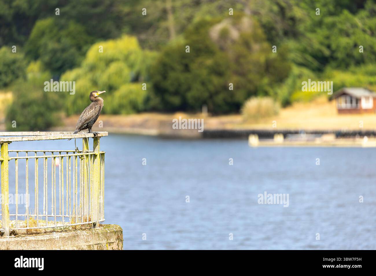 Bewdley, Regno Unito. 16 luglio 2025. Meteo nel Regno Unito: I bellissimi cieli soleggiati sono tornati oggi, e un uccello cormorano selvatico appollaiato sulle ringhiere del sito di Trimpley vicino a Bewdley, dove il livello dell'acqua è stato mantenuto a un buon livello durante questo periodo di siccità. Mentre il bacino idrico di Trimpley fornisce principalmente acqua a Birmingham e ad alcune piccole città locali, serve anche come fonte d'acqua di riserva per la più ampia area del Worcestershire e dello Shropshire. Crediti: Lee Hudson/Alamy Live News Foto Stock