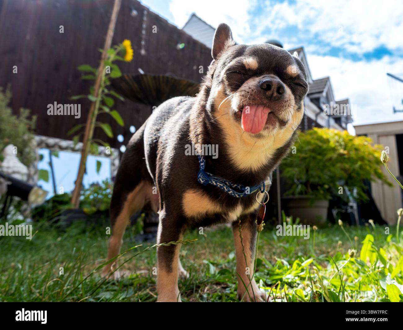 Un chihuahua dai capelli corti Foto Stock