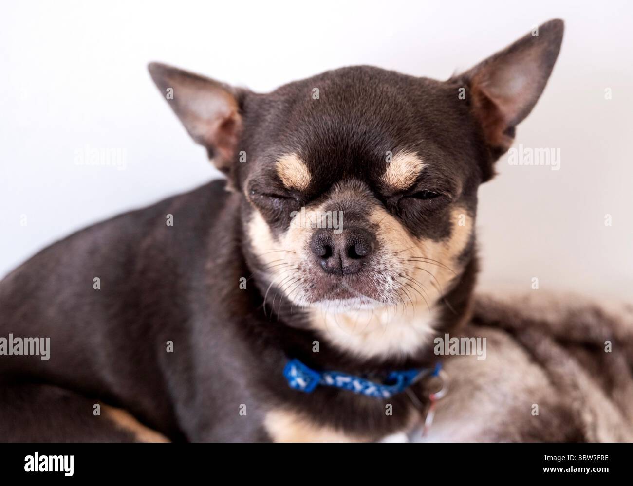 Un chihuahua dai capelli corti Foto Stock
