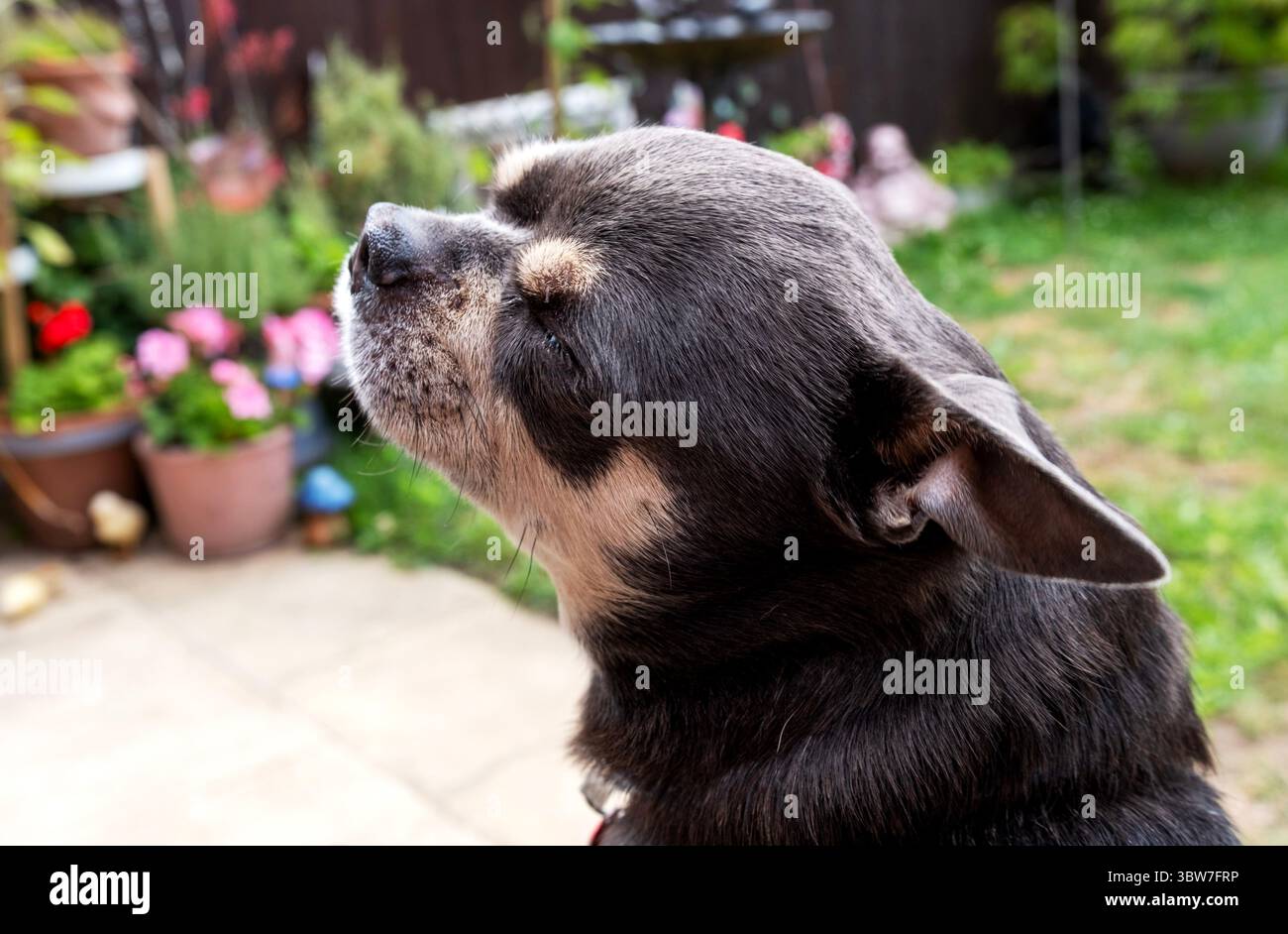 Un chihuahua dai capelli corti Foto Stock