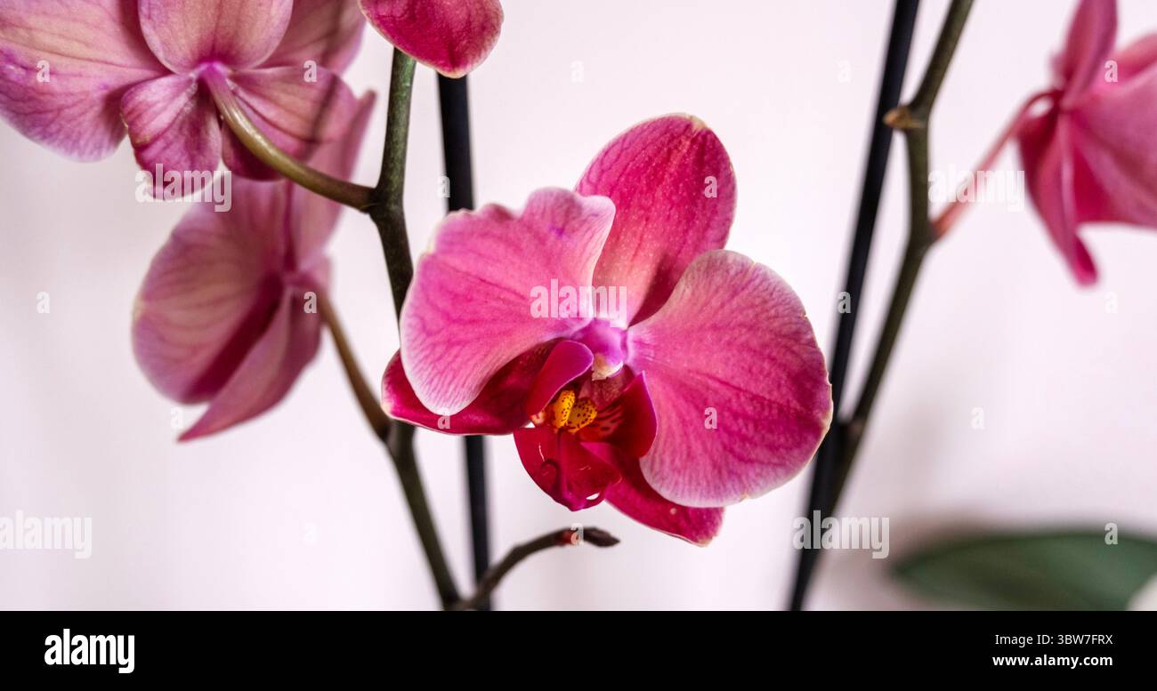 Orchidea - Orchidaceae - nel Regno Unito Foto Stock