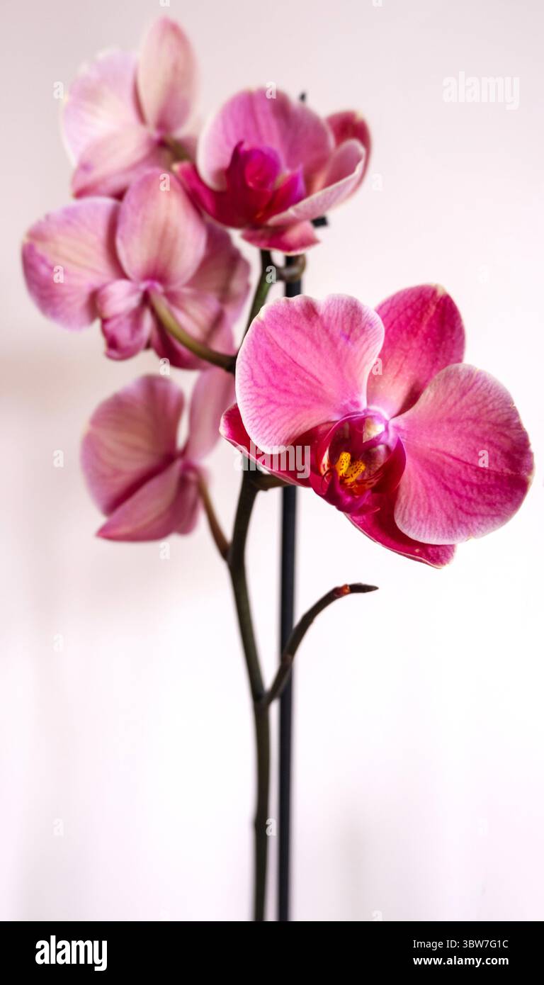 Orchidea - Orchidaceae - nel Regno Unito Foto Stock