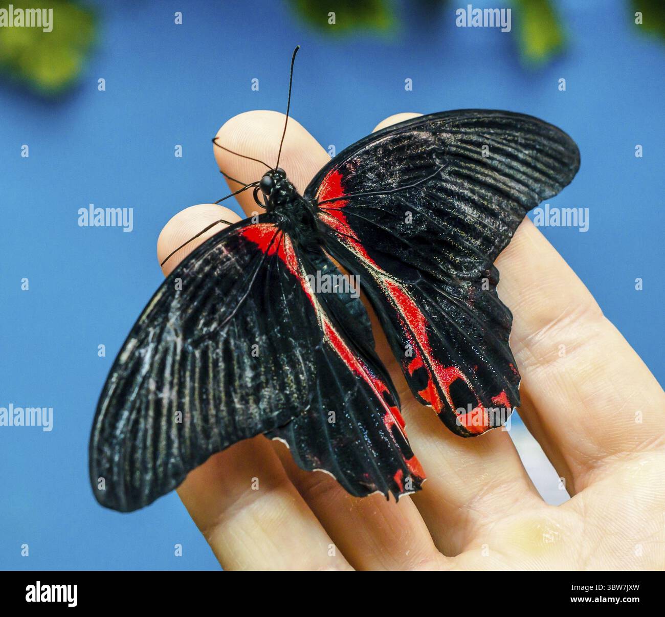 La grande farfalla di colore rosso-nero si siede spalancando le ali su un uomo umano con palma aperta su sfondo blu Foto Stock