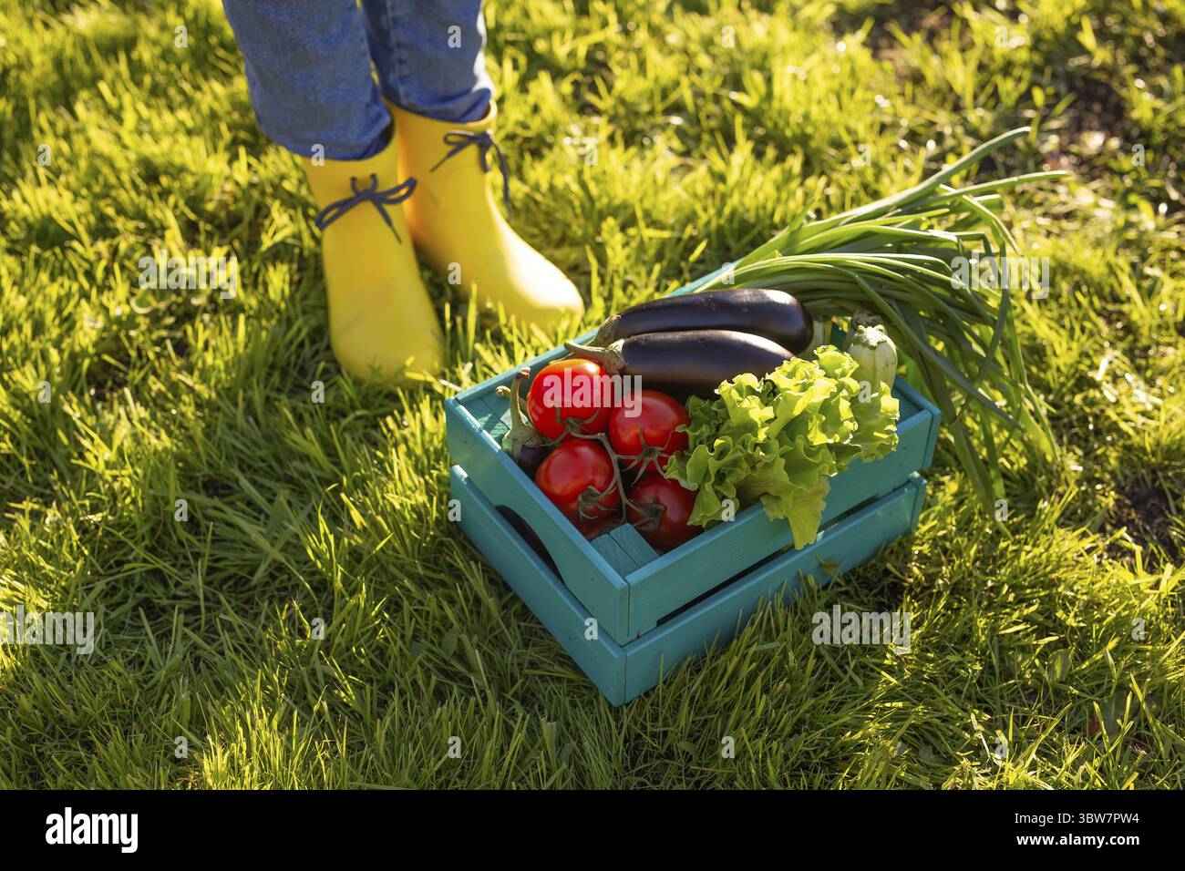 Rote Tomaten liegen in blauer Holzkiste auf gruenem Gras hinterleuchtet durch Sonnenlicht. Konzept der Ernte ihrer eigenen Gemuesegarten fuer die Ernt Foto Stock