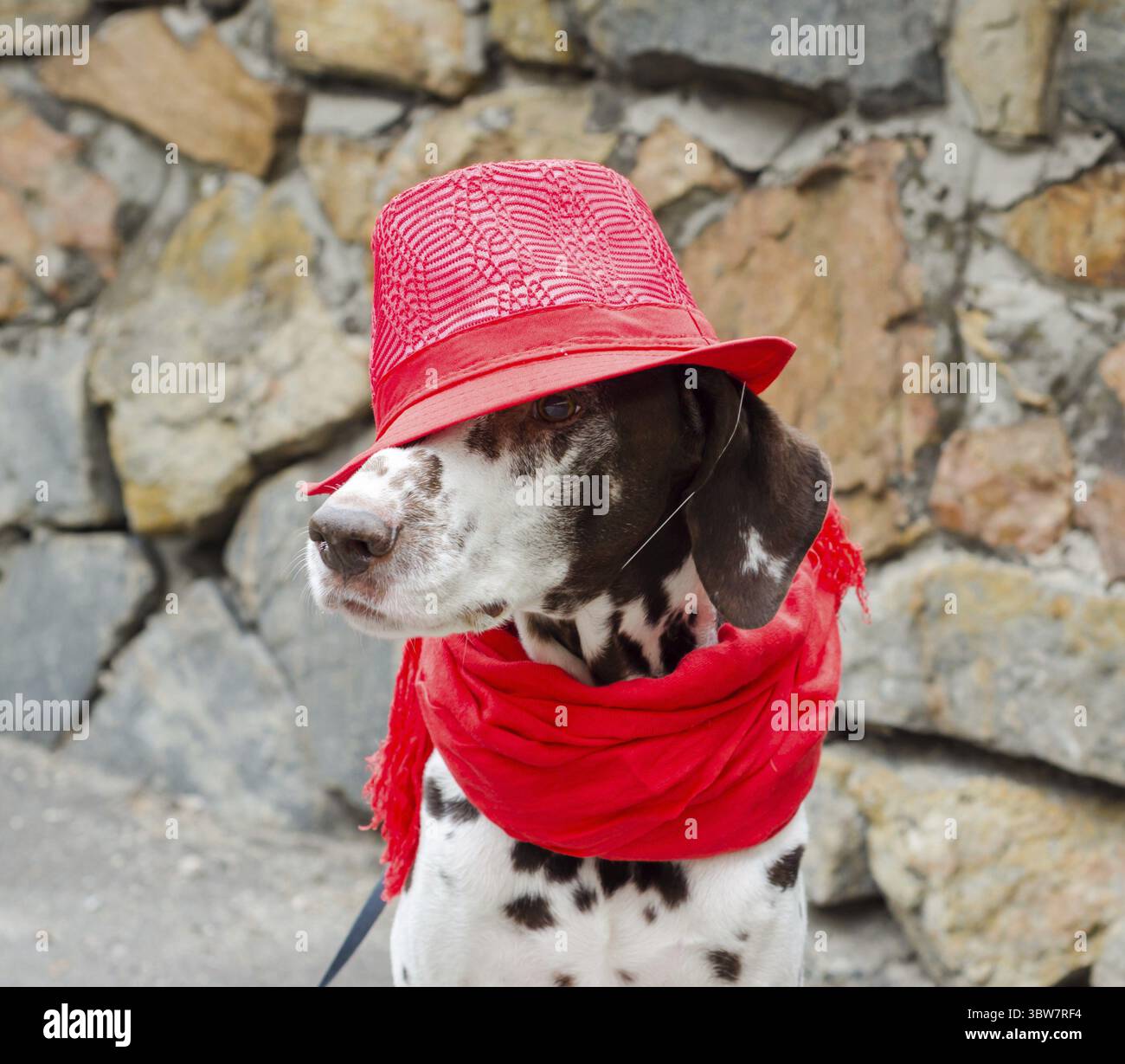 Un cane dalmata macchiato con un cappello rosso e una sciarpa con nappine si trova sullo sfondo di una parete di pietra decorativa Foto Stock