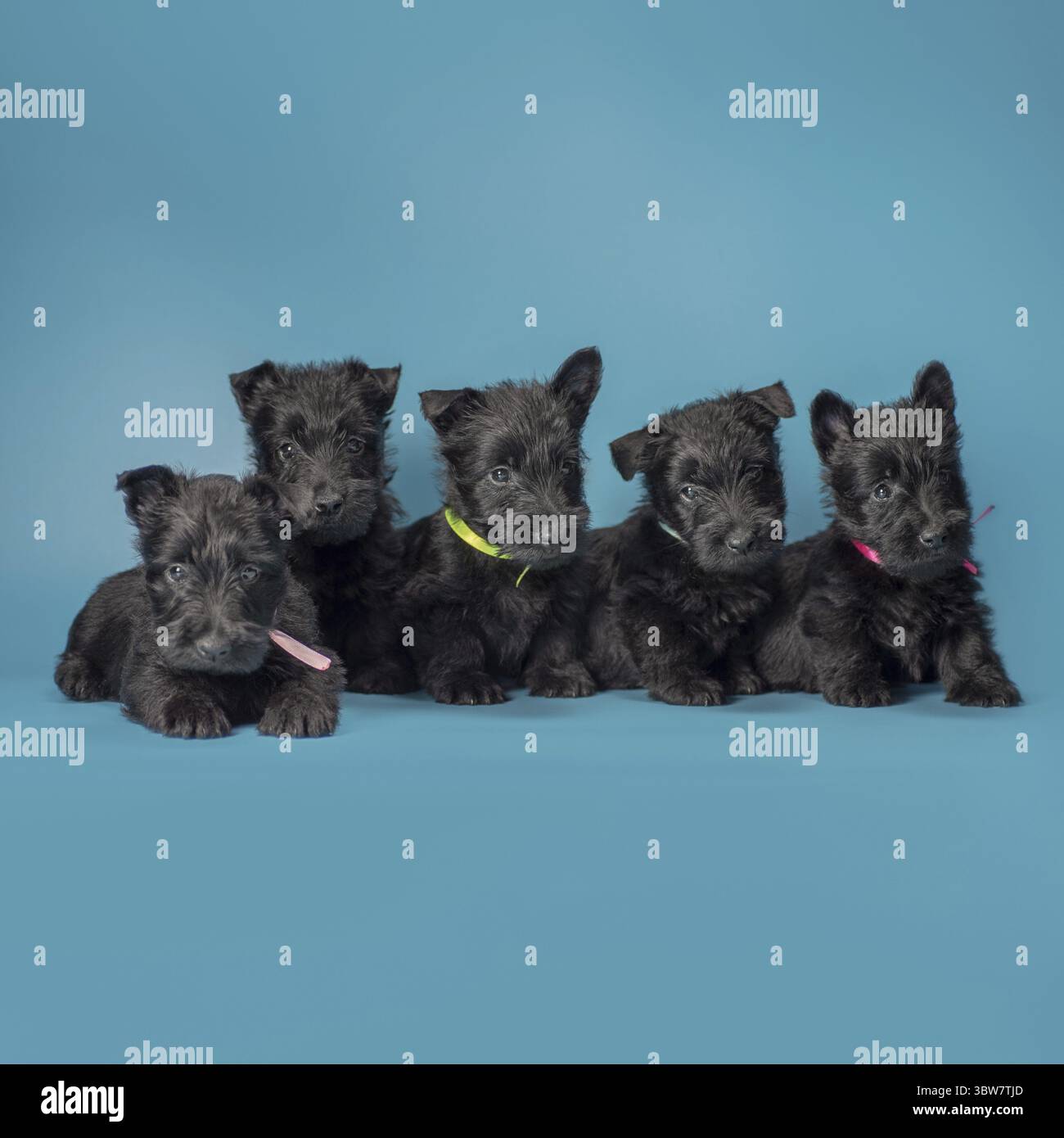Cinque piccoli cuccioli neri scotch terrier riproducono cuccioli su sfondo blu Foto Stock