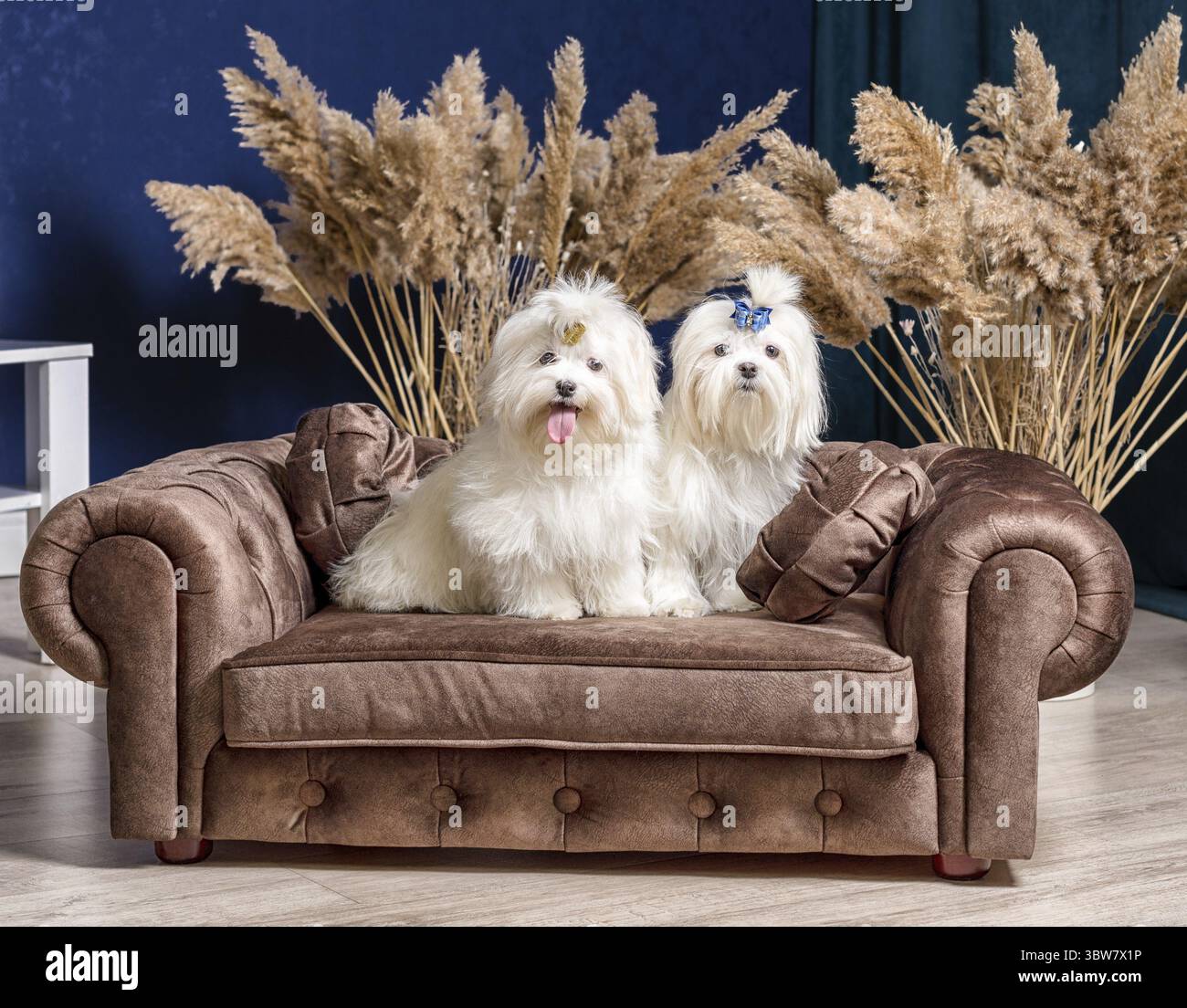 Due cani shih tzu bianchi adulti su un lussuoso divano in una camera con piante secche e pareti blu Foto Stock