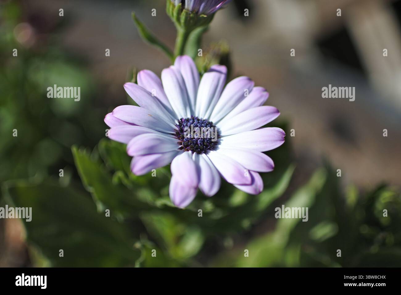 African Daisy in a Pot Foto Stock