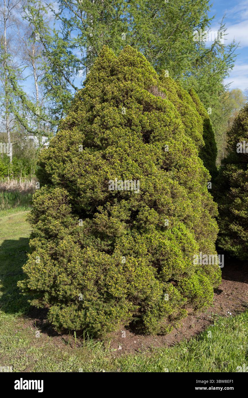 Picea glauca var. Albertiana 'Conica' - abete conico, forma nana densa e a crescita lenta di abete bianco della famiglia delle Pinaceae. Foto Stock