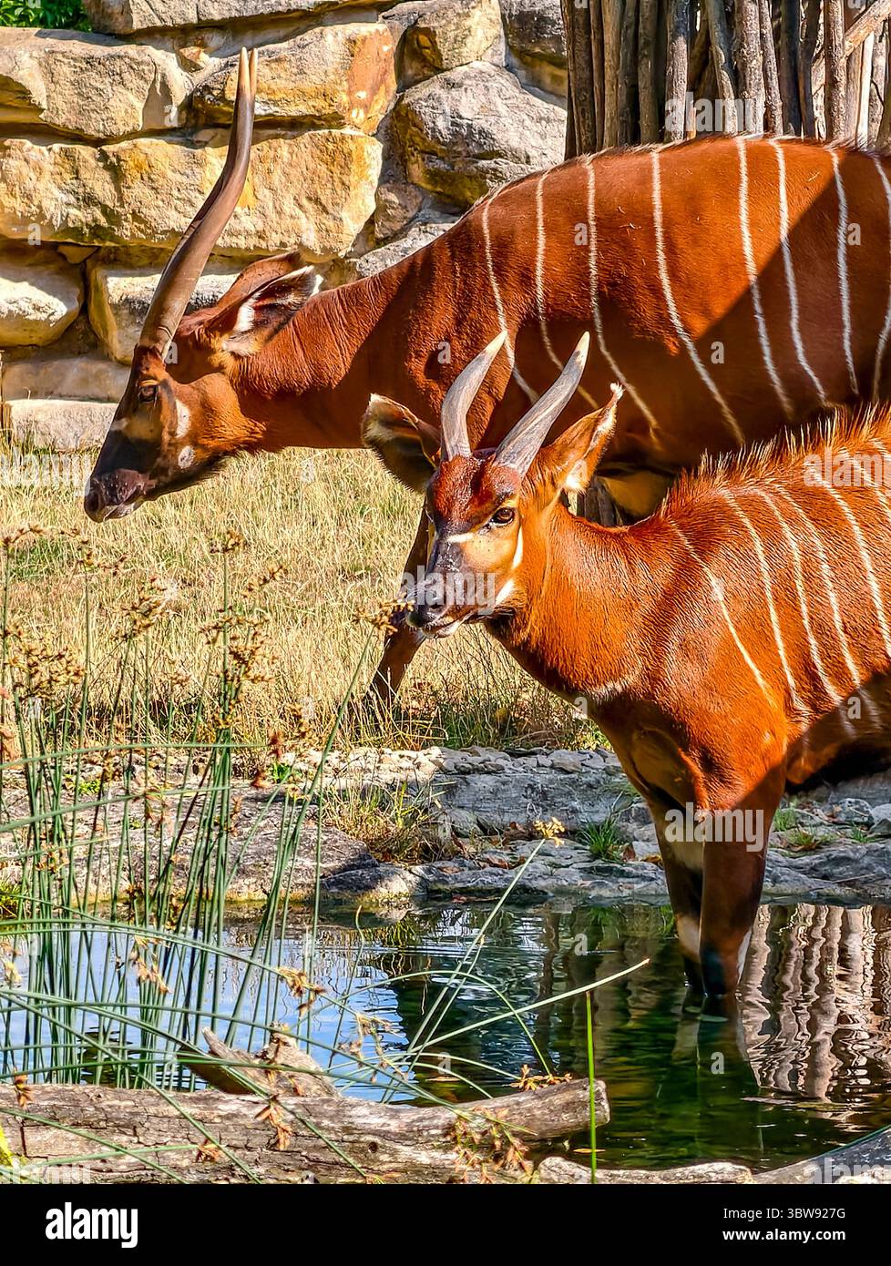 Maestose antilopi Bongo nell'habitat naturale - splendida fotografia naturalistica che mostra la bellezza della natura, perfetta per la consapevolezza della conservazione e contenuti digitali coinvolgenti Foto Stock