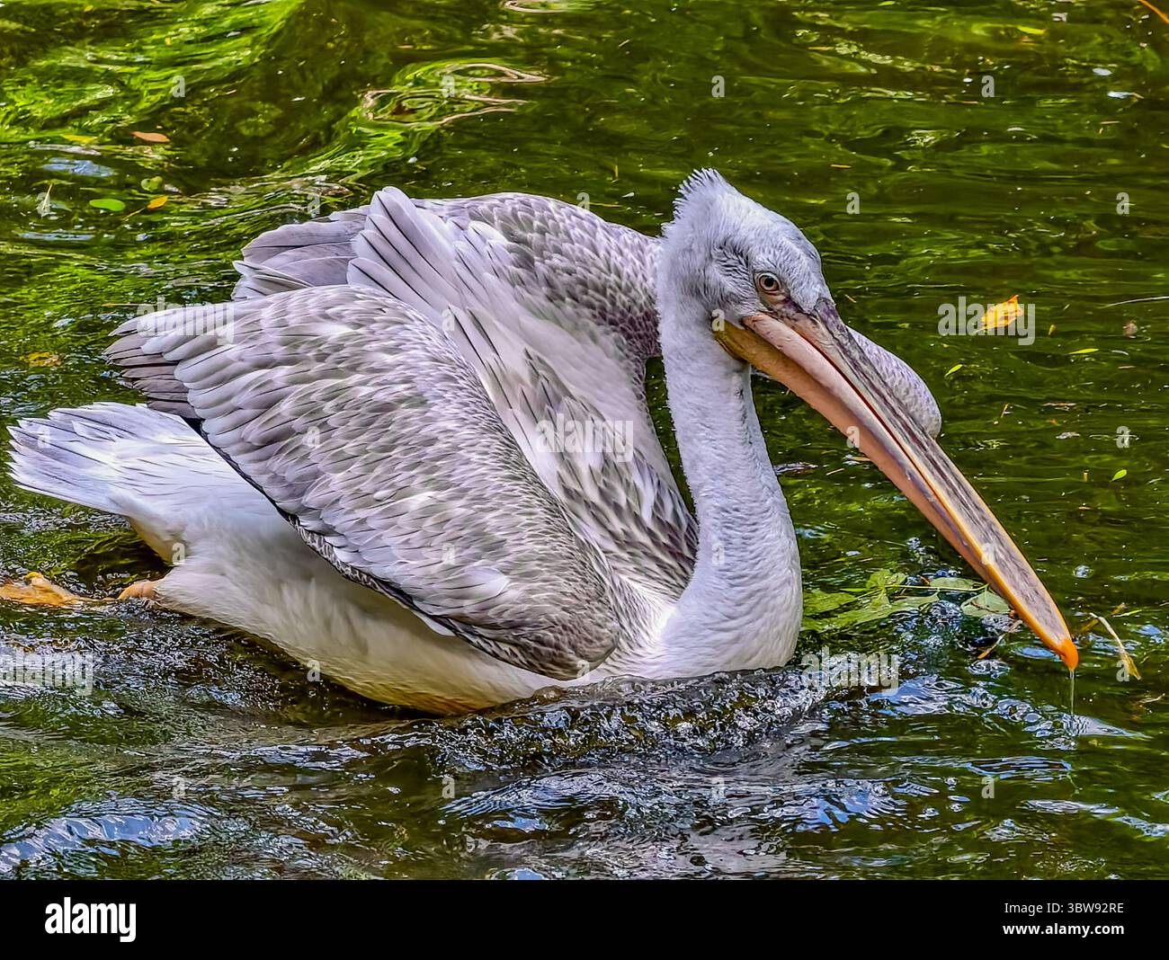 Splendida nuotata di pellicani nell'habitat naturale dell'acqua, fotografia naturalistica ad alta risoluzione per il marketing, annunci pubblicitari e salvaschermo, ideale per i temi della natura. Foto Stock