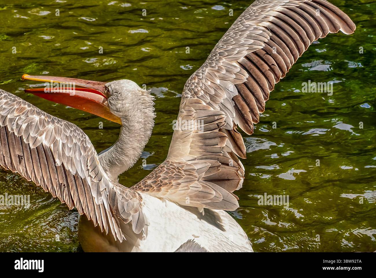 Nuoto di pellicani in habitat naturale, fotografia naturalistica ad alta risoluzione per marketing, annunci e salvaschermo, ideale per temi naturalistici. Foto Stock
