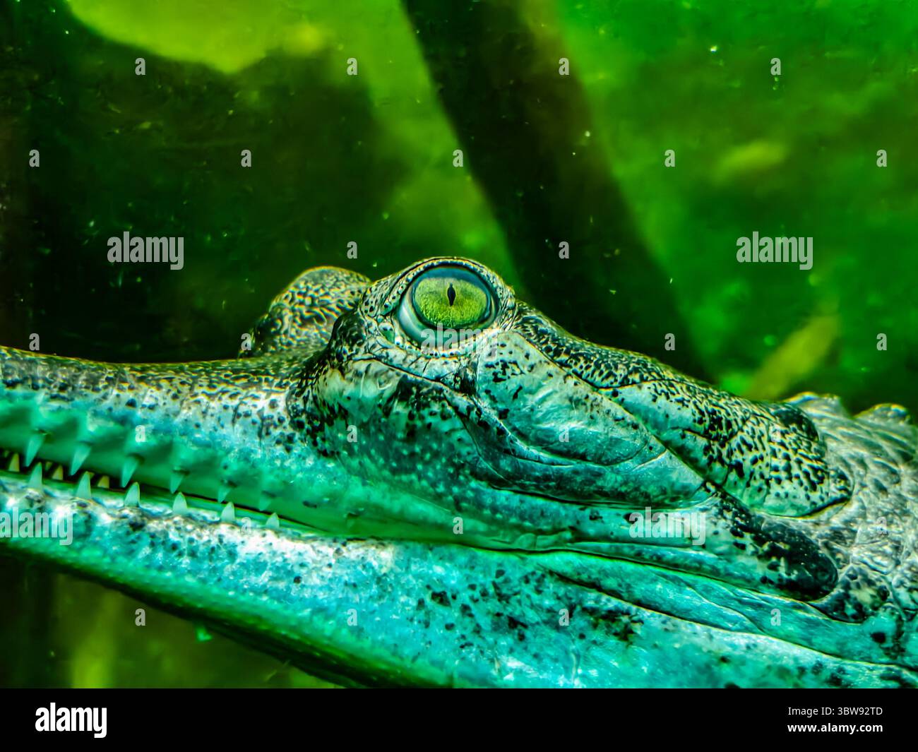 Primo piano intenso di un coccodrillo sott'acqua - Fotografia naturalistica unica che mostra la bellezza acquatica per gli amanti della natura, sforzi di conservazione e contenuti digitali coinvolgenti Foto Stock