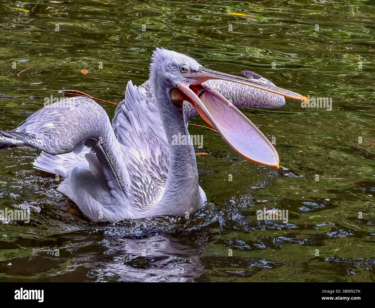 Nuoto di pellicani in habitat naturale, fotografia naturalistica ad alta risoluzione per marketing, annunci e salvaschermo, ideale per temi naturalistici. Foto Stock
