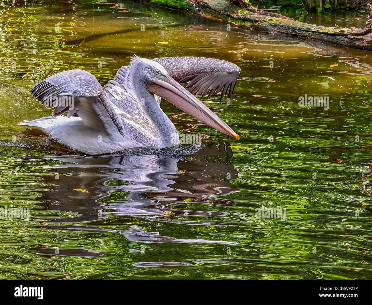 Vibrante nuoto di pellicani nell'habitat naturale dell'acqua, fotografia naturalistica ad alta risoluzione per il marketing, annunci pubblicitari e salvaschermo, ideale per i temi della natura. Foto Stock