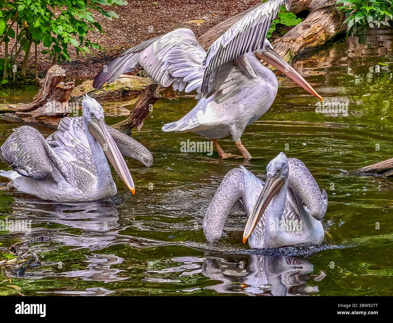 Vibrante nuoto di pellicani nell'habitat naturale dell'acqua, fotografia naturalistica ad alta risoluzione per il marketing, annunci pubblicitari e salvaschermo, ideale per i temi della natura. Foto Stock