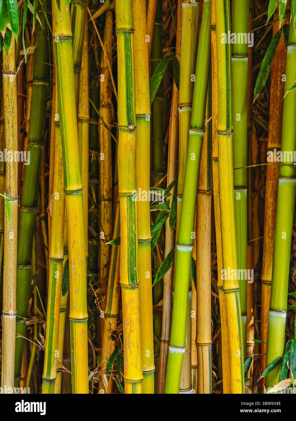 Primo piano dei gambi di bambù — texture di bambù verde e giallo naturale, sfondo botanico vivace ad alta risoluzione per sfondo, Eco Design, Web, pubblicità, social media, e marketing. Foto verticale Foto Stock