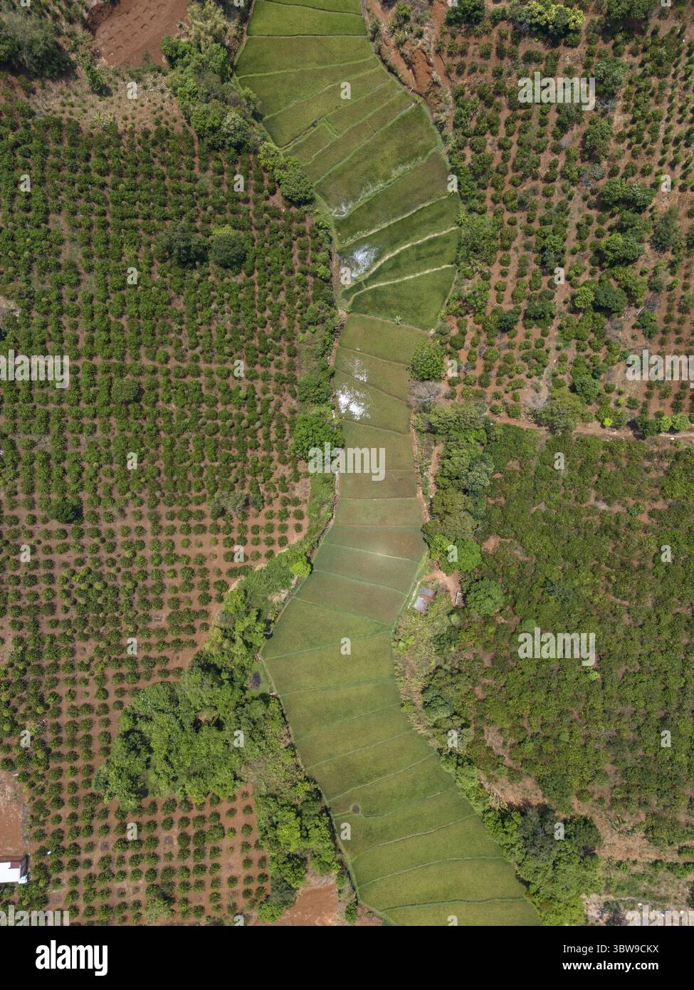 Vista aerea di campi verdeggianti che si intrecciano attraverso un paesaggio di terreni coltivati meticolosamente, creando un arazzo di texture e toni, Pleiku, Gia Lai, Vietnam. Foto Stock