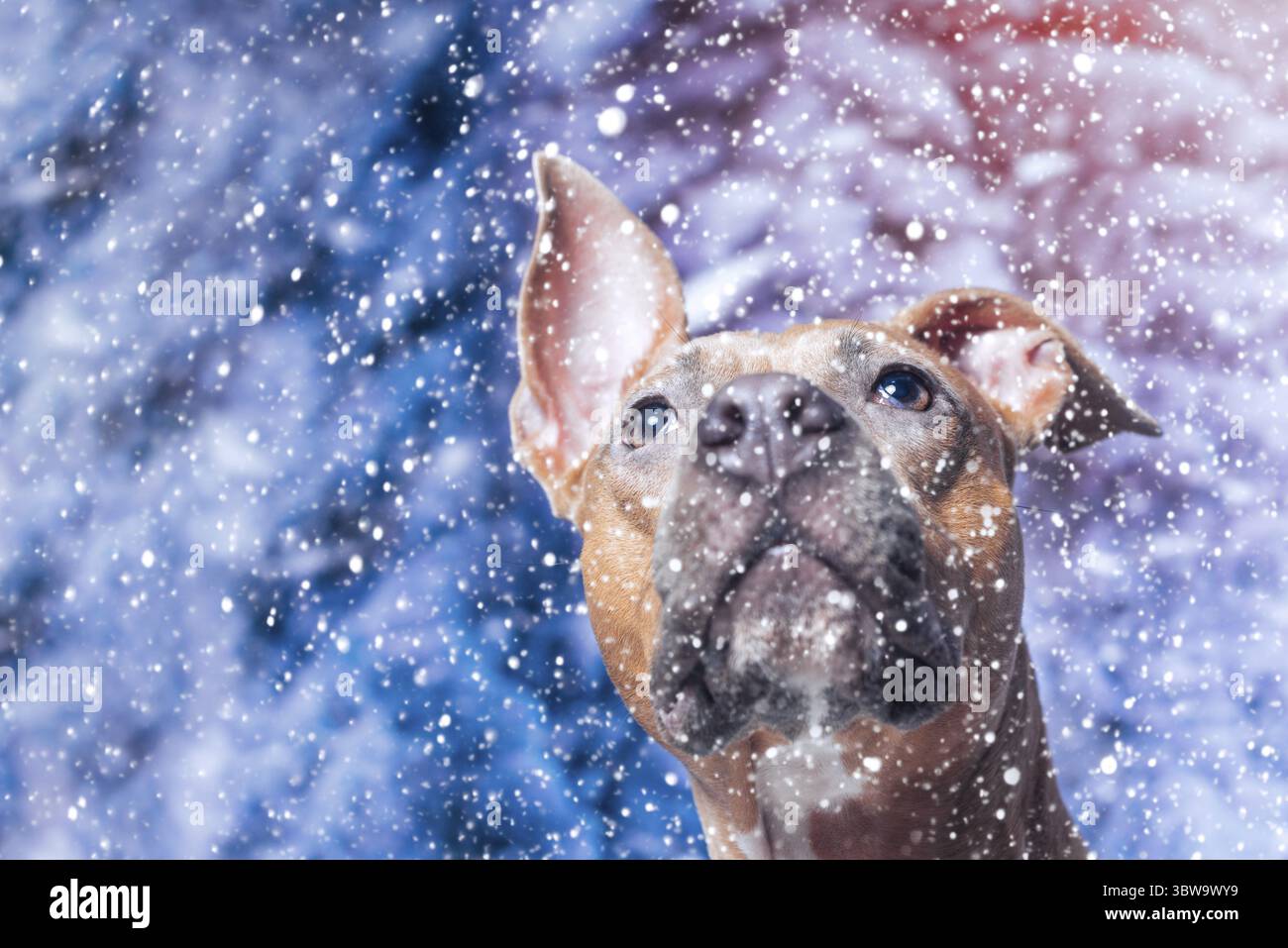 Cane Staffordshire Terrier dai capelli rossi e dai capelli lisci che guarda verso l'alto la neve che cade Foto Stock