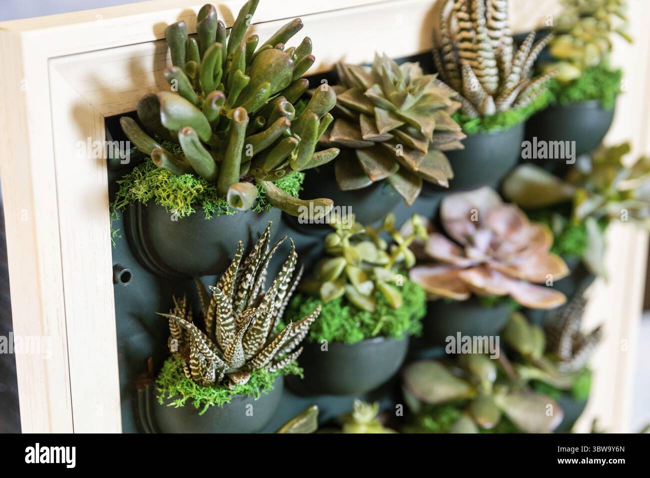 Succulenti, cactus sulla piastra a parete Foto Stock