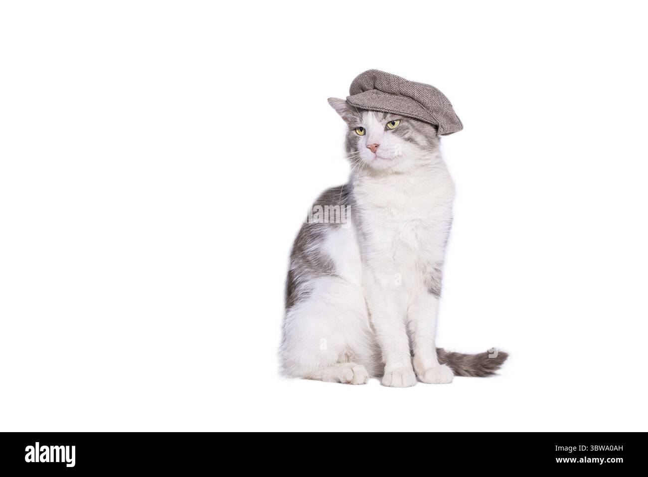 Grande gatto mongrel in un berretto hooligan seduto e macinato su uno sfondo bianco Foto Stock Grande gatto mongrel in un berretto hooligan seduto e macinato su uno sfondo bianco Foto Stock