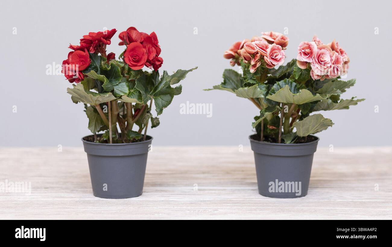 Elatior Begonia rosso e rosa nel piatto Foto Stock