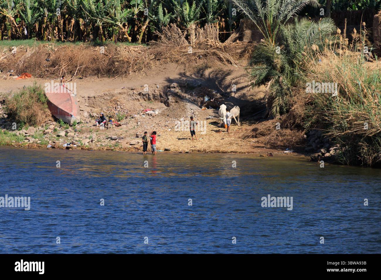 Allevare bambini con animali sulle rive del fiume NileEgypt Foto Stock