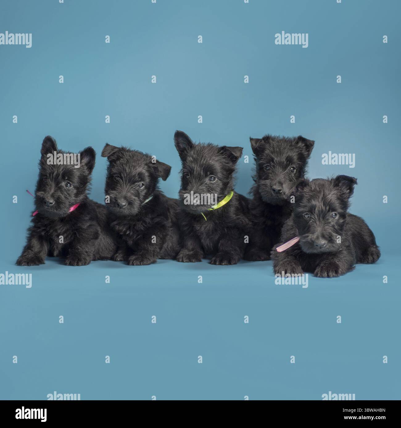 Cinque piccoli cuccioli neri scotch terrier riproducono cuccioli su sfondo blu Foto Stock
