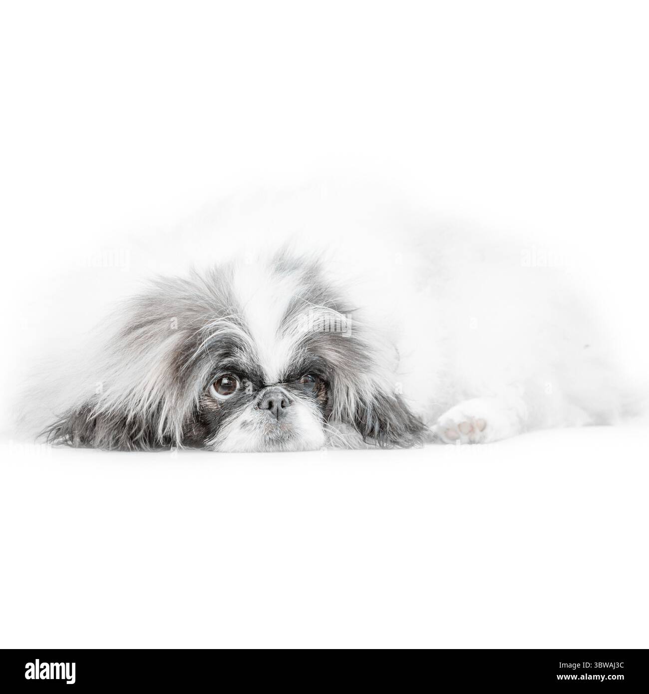 Un cane pekingese isolato su sfondo bianco Foto Stock