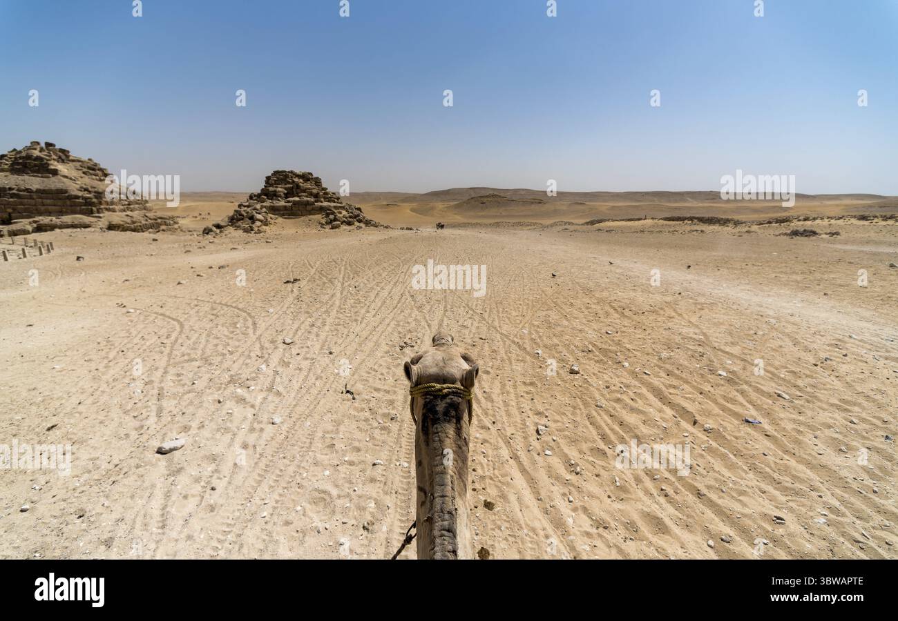 Deserto in egitto e escursione a dorso di cammello a giza e luxor Foto Stock